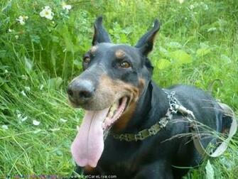The Doberman Dog Desktop Wallpaper Pictures Online For Pc