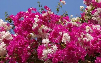 Wallpaper Flowers Flower Tropical Widescreen