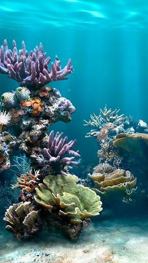 Bigger Fish Aquarium Live Wallpaper For Android Screenshot