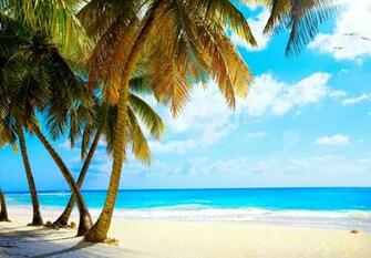Palms Vacation Tropical Sea Paradise Beach Ocean Wallpaper Background