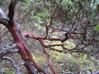 Hairy Manzanita Arctostaphylos Columbiana Image