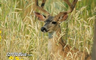 Desktop Wallpaper Deer Hunting