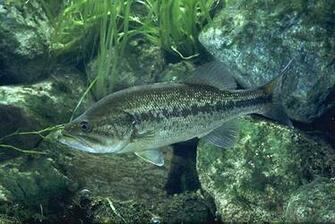 Largemouth Bass In Sea Photo And Wallpaper Cute