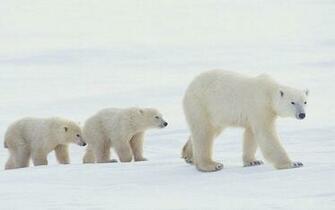 Baby Polar Bear Wallpaper