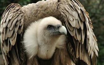 Vulture Wallpaper High Quality