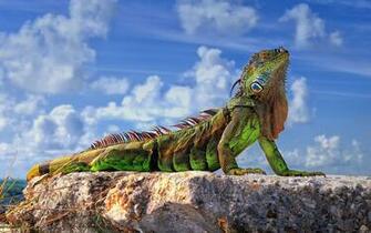 Green Iguana Wallpaper