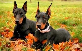 Doberman Dog
