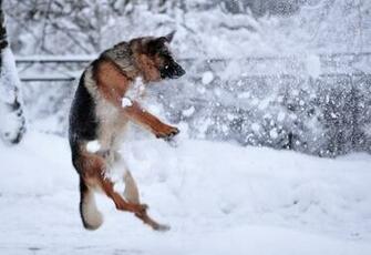 Category Animals HD Wallpaper Subcategory Dogs