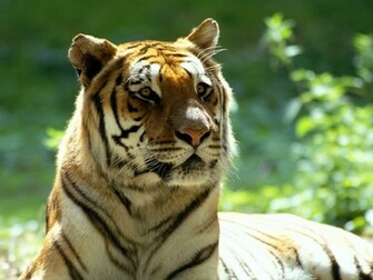 Scary Tiger Wallpaper HD