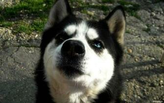 Husky Wallpaper