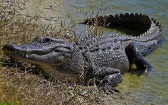 Zufrieden Mit Alligator Wallpaper Wasser 3d F R Desktop