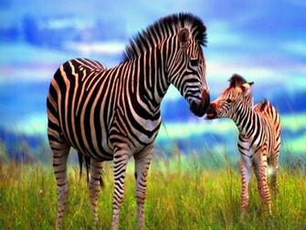 Beautiful Animal Pictures Wallpaper