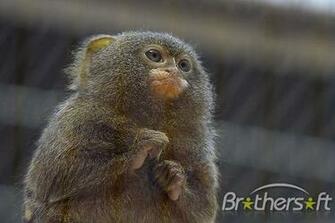 Monkey Pg Screen Savers