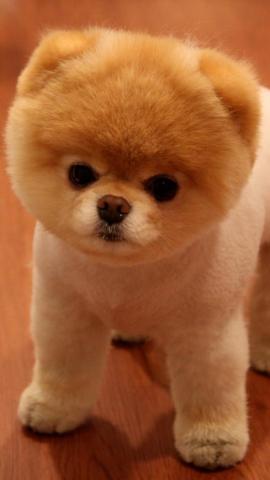 Pomeranian Wallpaper