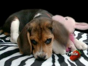 Dog And Puppy Wallpaper Screensavers Of Fresita An Indoor