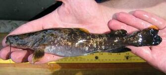 Flathead Catfish