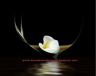 Beautiful Wallpaper Calla Lily Flowers