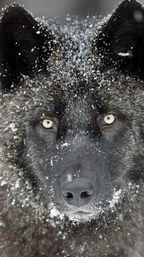 Wolf iPhone 5s Wallpaper iPad