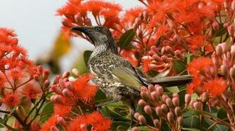 Wallpaper Birds And Flowers Which Is Under The