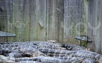 Wallpaper Collections Alligator Background