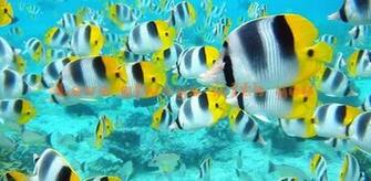 3d Smukke Fisk Android Apps P Google Play