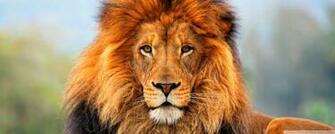 Animal Lion Wallpaper Full HD Colorful With Picture Of