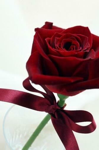 Fancy Rose Desktop Pc And Mac Wallpaper