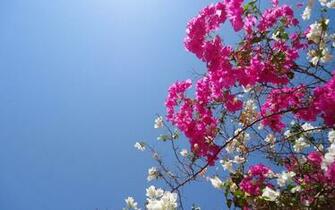 Bougainvillea HD Wallpaper Background Image