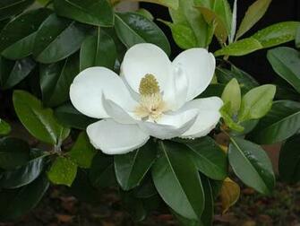 Magnolia Blossom Wallpaper Image Photos Pictures And Background