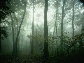 Foggy Forest By Desktop Background