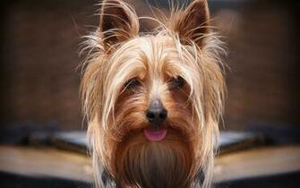 Yorkshire Terrier Wallpaper Pictures For Desktop