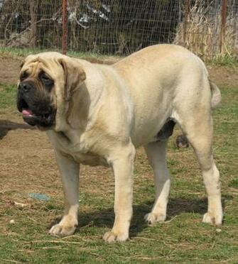 Mastiff Dog Photo And Wallpaper Beautiful Watching English