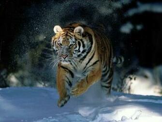 Desktop Wallpaper Siberian Tiger