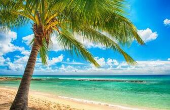 Tropical Palms Sunshine Wallpaper