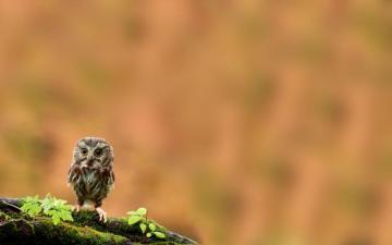 Cute Owl Wallpaper