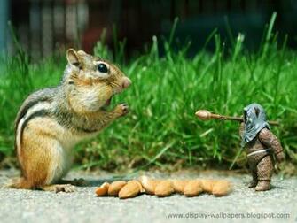 New Animals Funny Wallpaper Collection Desktop