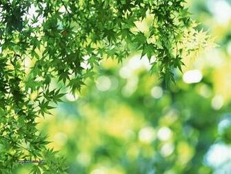 Trees Green Leaves In Summer Lush Wallpaper