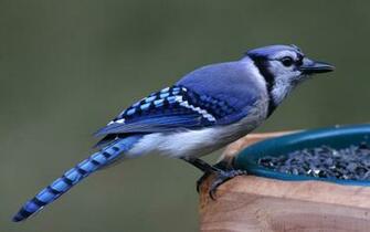Blue Jay Birds Wallpaper Hq