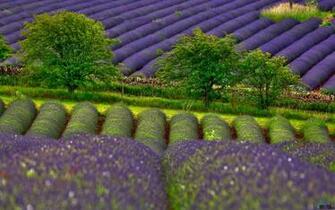 Wallpaper Lavender Field X Widescreen Desktop