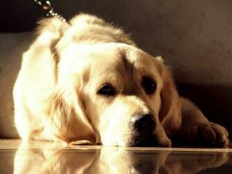 Golden Retriever Wallpaper HD Full Pictures