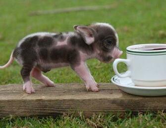 Baby Pig Pictures Animal Gallery