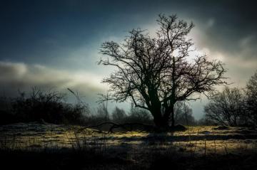 Wallpaper Nebel Himmel Wolken Sonne Baum Strauch
