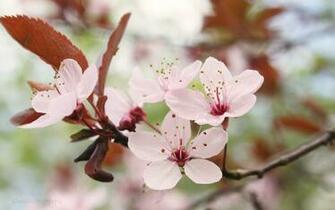 Japanese Cherry Blossom HD Desktop Wallpaper