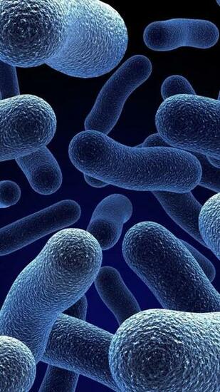 Bacteria HD Wallpaper Desktop Background Mobile