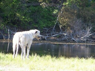 White Haior Irish Wolfhound Wallpaper