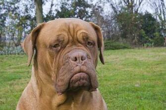 Dogue De Bordeaux Dog Photo And Wallpaper Beautiful Cute