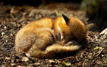 Fox Puppy Sleep Sleeping Animals Cute Puppies