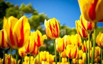 Tulips Wallpaper Flowers Summer HD Desktop
