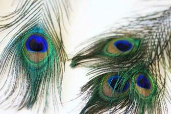 Peacock Feather Wallpaper