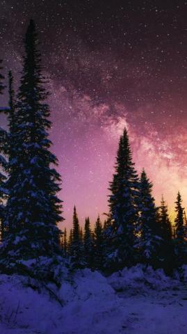 Winter Beautiful Night Forest Galaxy Nature